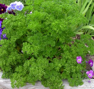 Parsley